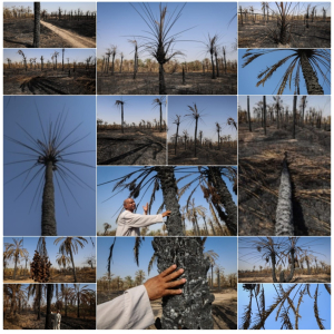 Report: The Iranian Occupation Authorities Pursue a Policy of “Environmental Destruction” in Ahwaz