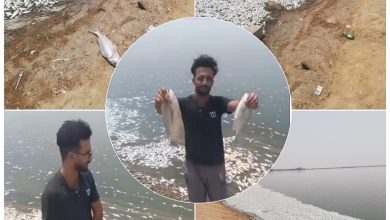نفوق الالاف من الاسماك بسبب انتشار مادة سامة من مصنع البتروكيمياويات في مدينة معشور