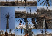Bericht: Die iranischen Besatzungsbehörden betreiben eine Politik der „Umweltzerstörung“ in Ahwaz